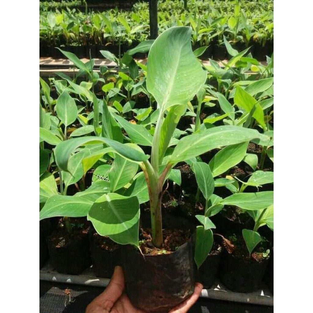 bibit pisang cavendish super