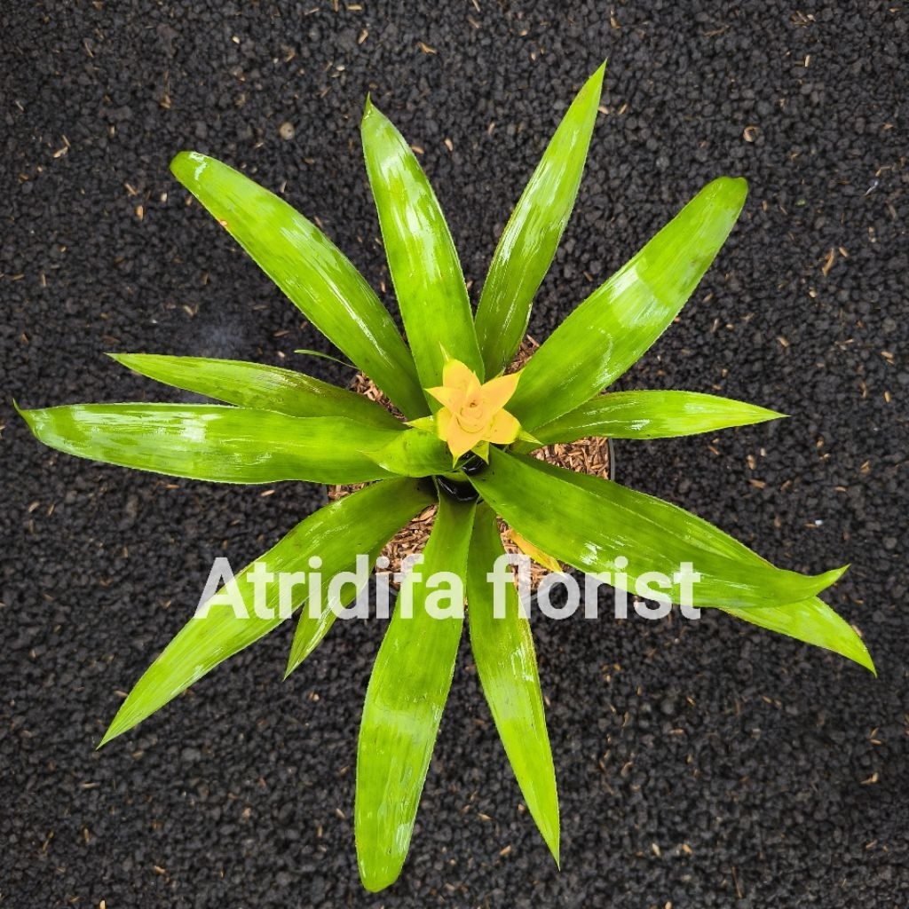 Bromelia Mawar Kuning | Bromelia Guzmania Yellow