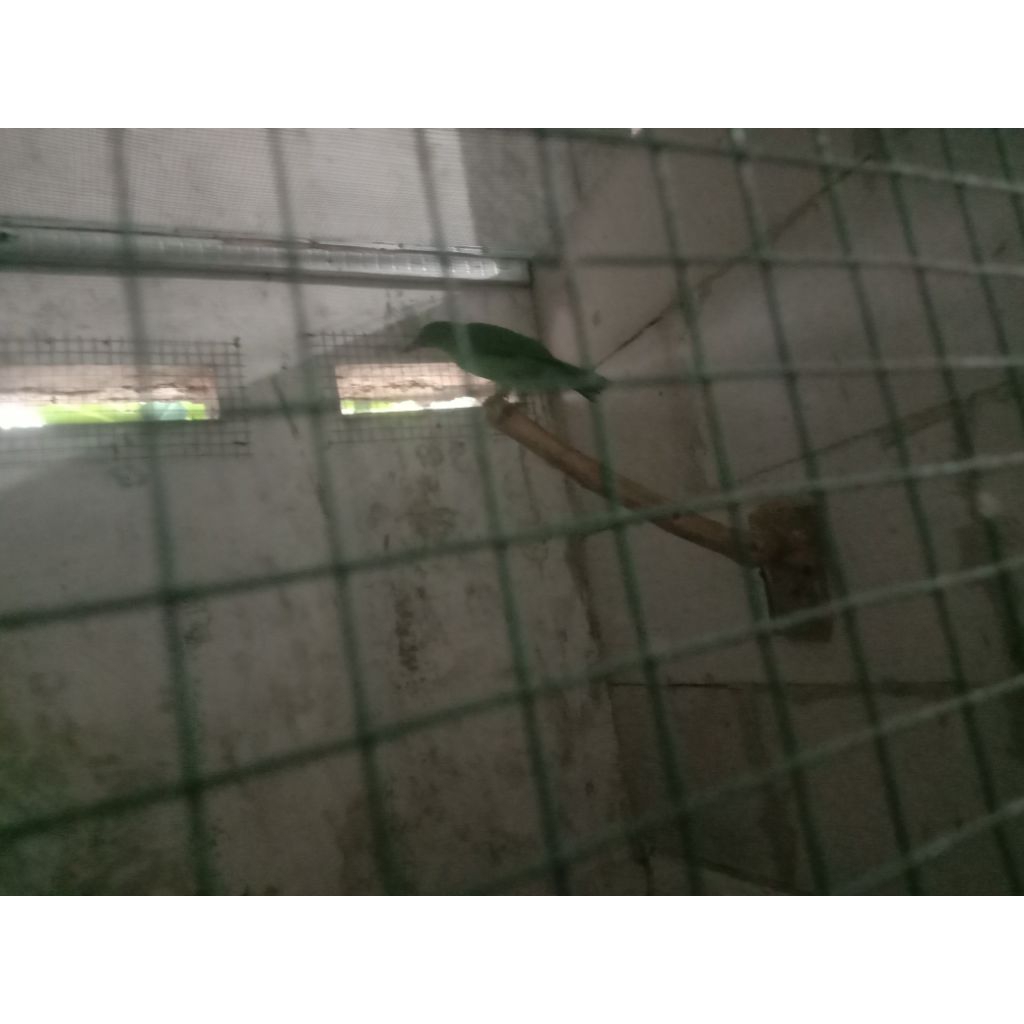 Cucak Ijo BETINA bunyi