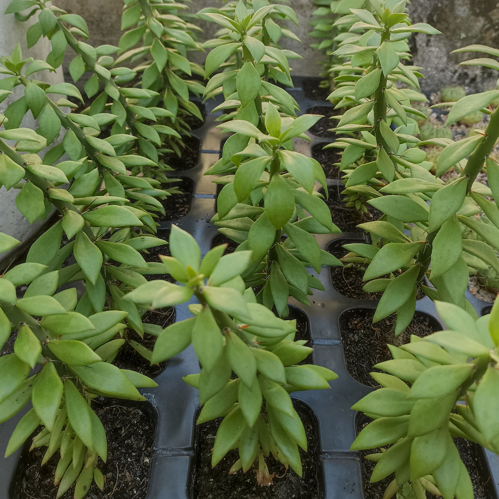 Kaktus Pereskiopsis Rootstock Grafting/Micrograft Fresh cutting