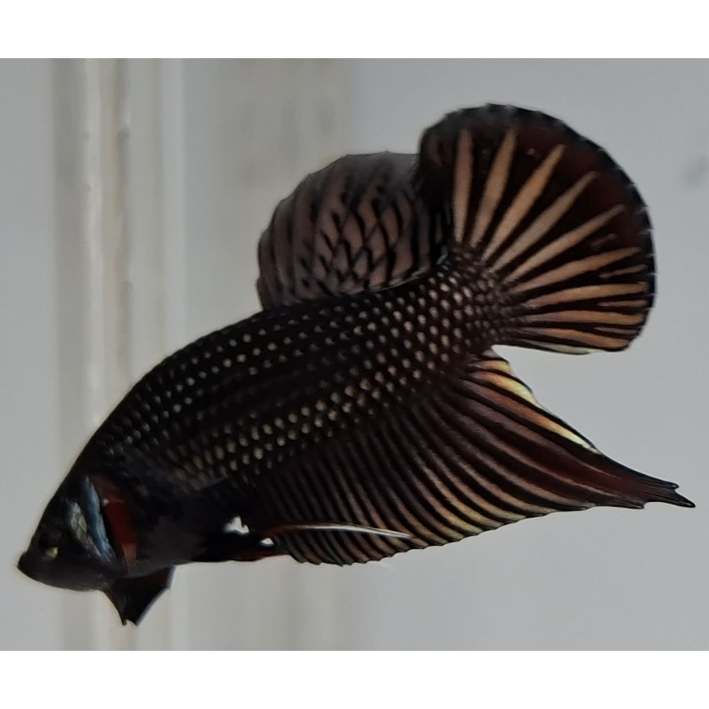 Wild Betta Imbellis Hybrid Copper Red Round Tail Size M
