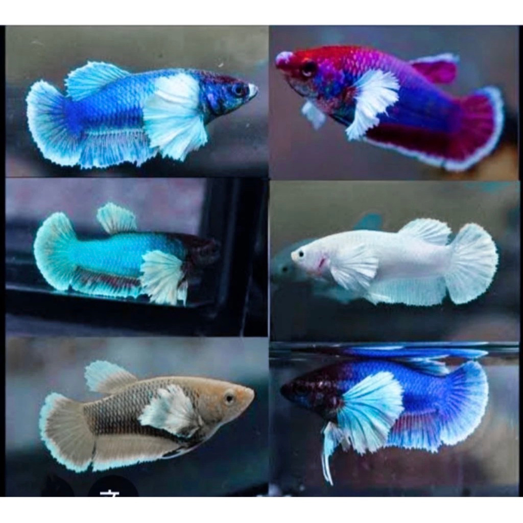 Cupang Betina Plakat Big Ear Paket isi 5 Ekor
