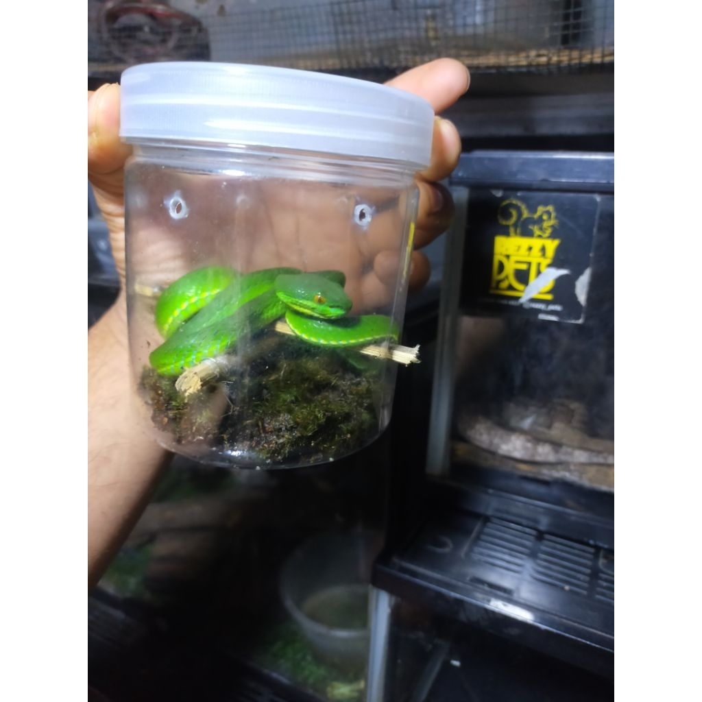ular Trimesurus albolabris ~ular viper ~ hing venom ~