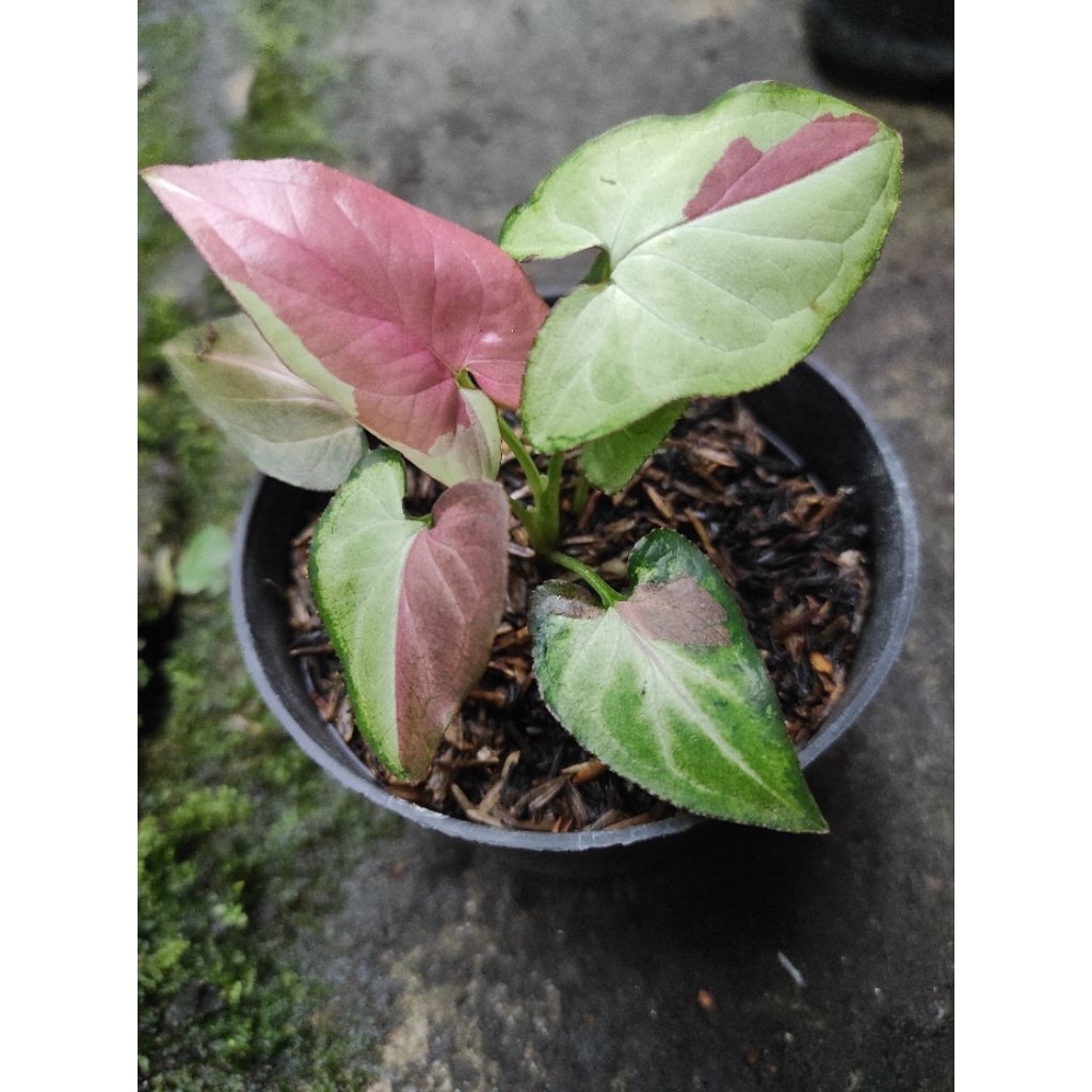 syngonium pink salmon