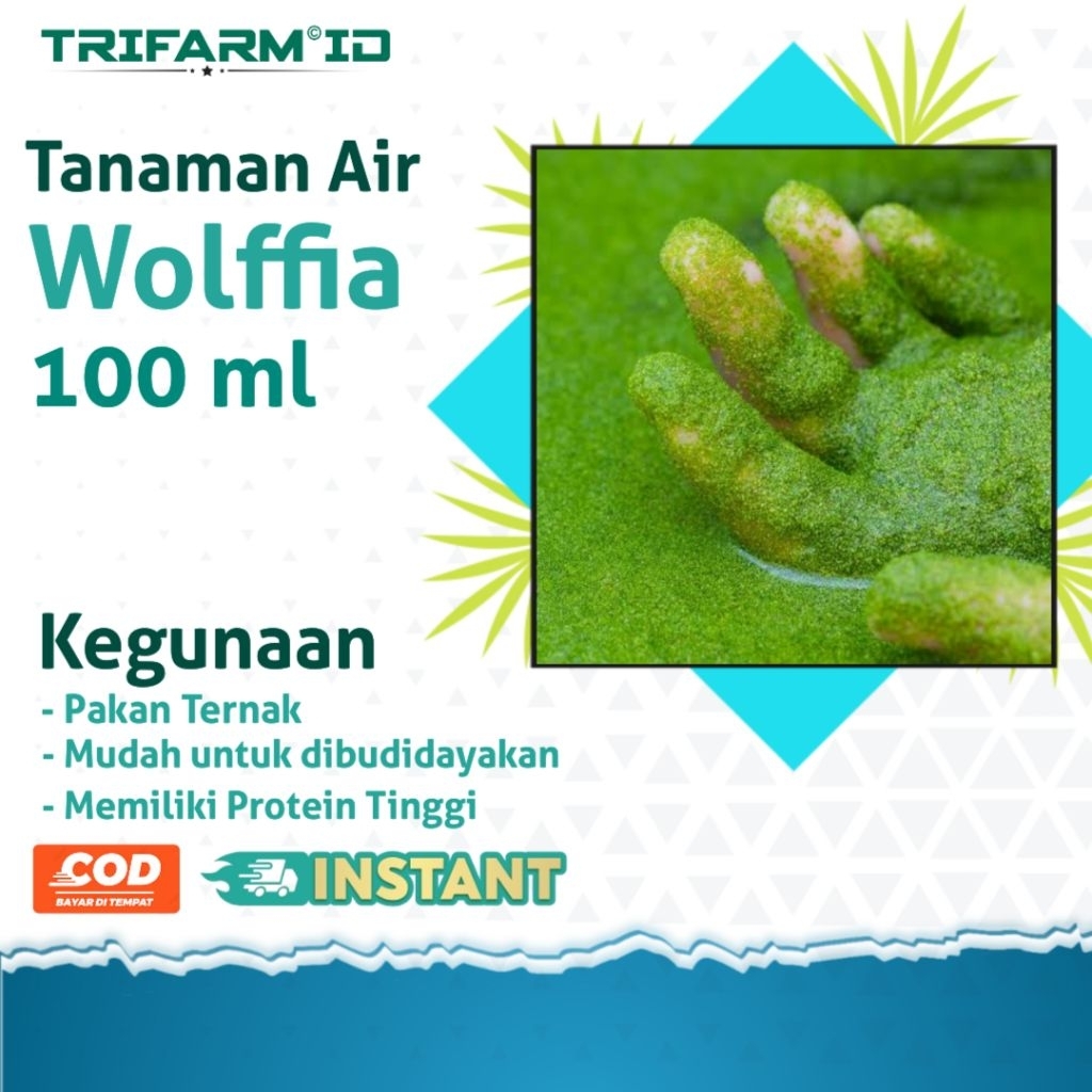 TRIFARM 100 ml Wolffia Wolfia Pakan Ternak / Pakan Ikan Kecil / Tanaman Air