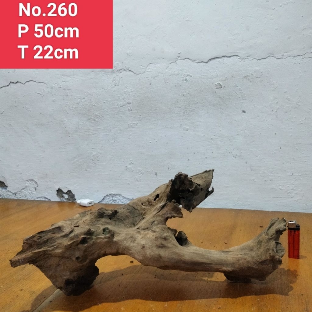 akar santigi laut akar santigi Lanang akar dekorasi aquascape aquarium 260