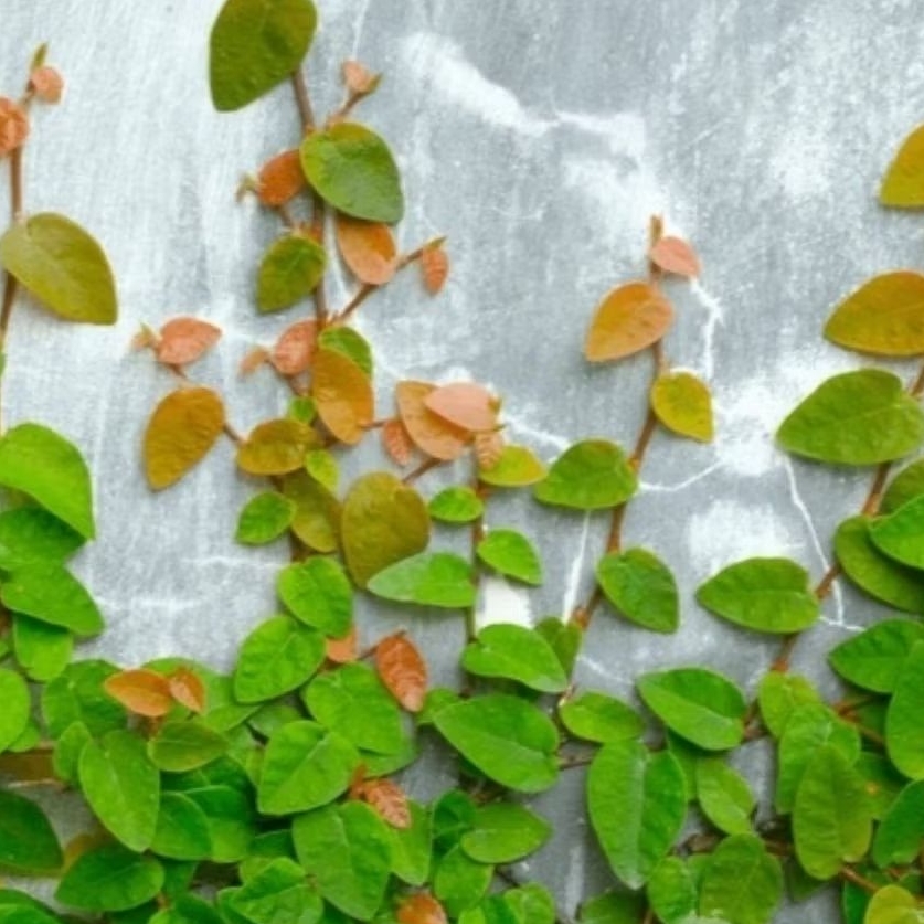 Tanaman Hias Rambat Dolar Mini / Ficus Pumila