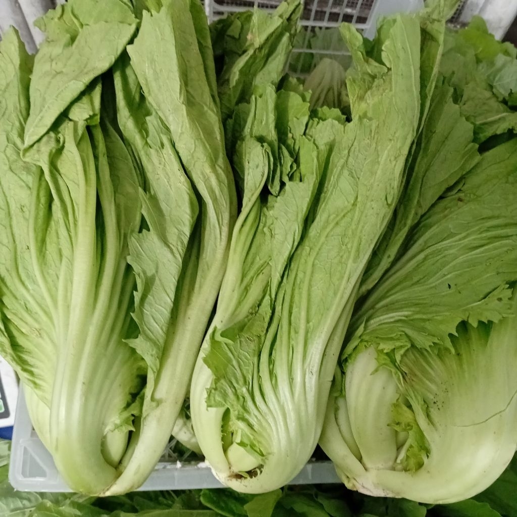 Sawi Pahit Segar 1 kg | Buakita