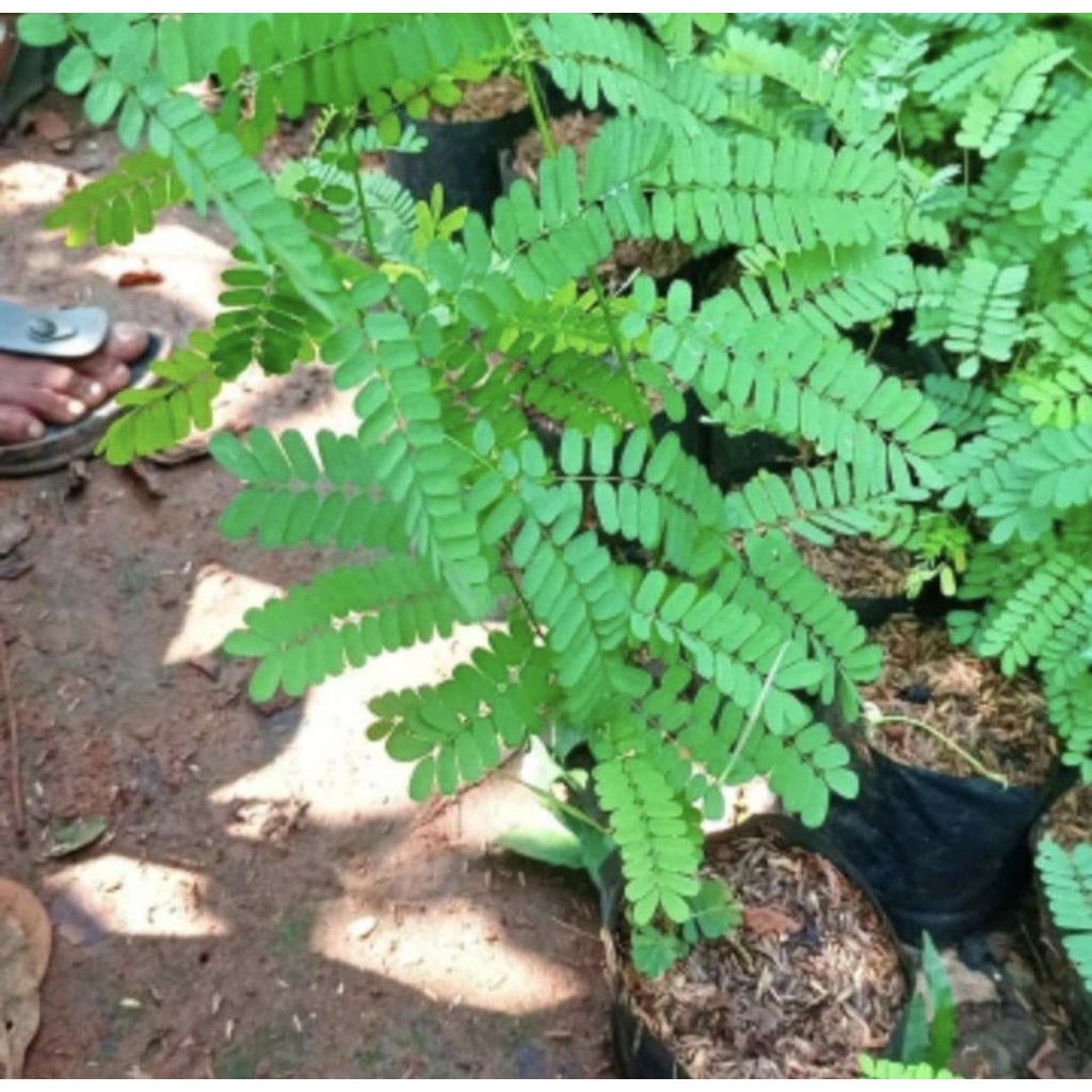 Pohon Saga Rambat Bibit Tanaman Pohon Daun Saga