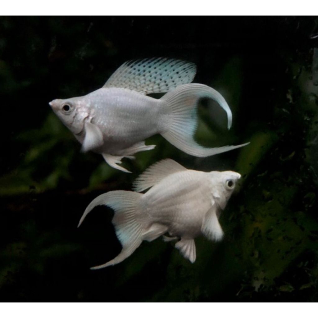 Molly Platinum Cawang Lyretail Atau Roundtail Semi Mata Kristal Size Remaja Kebutuhan Aquarium