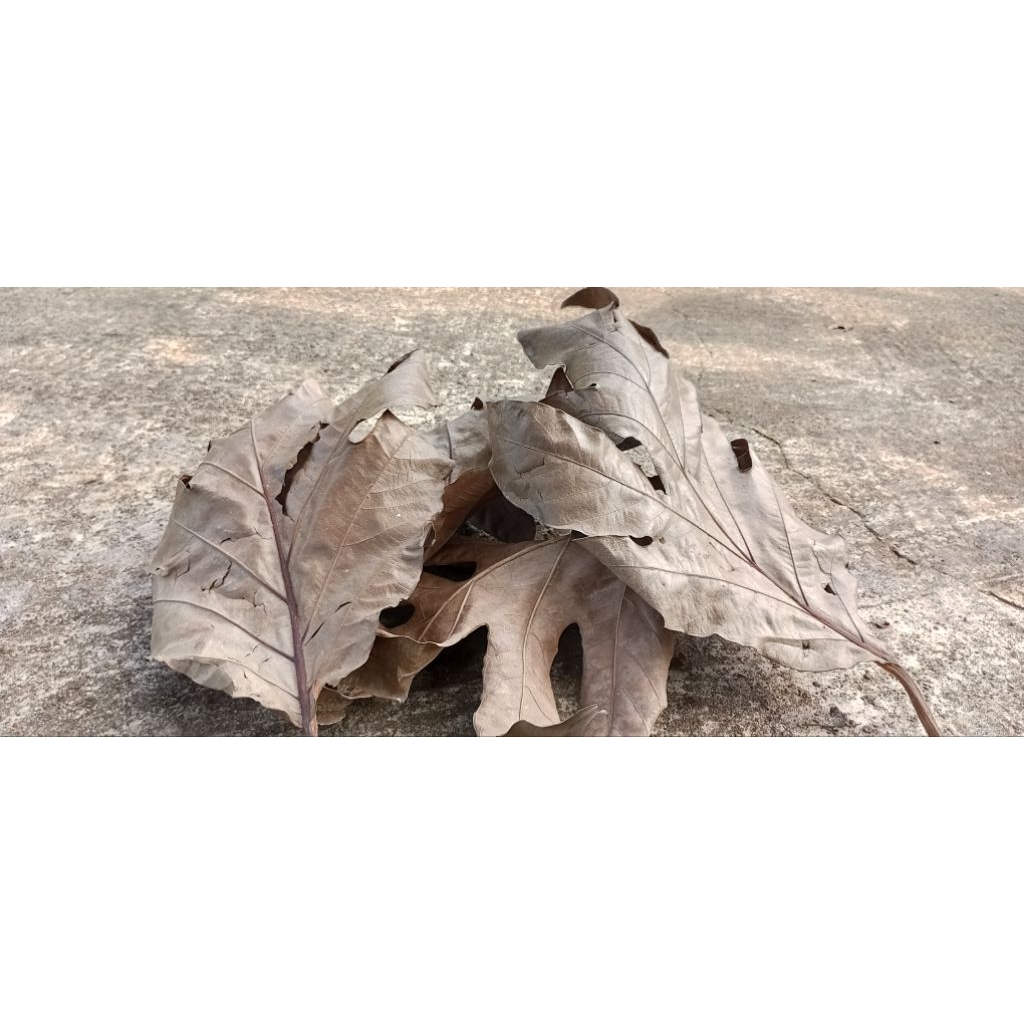 Daun Sukun Kering