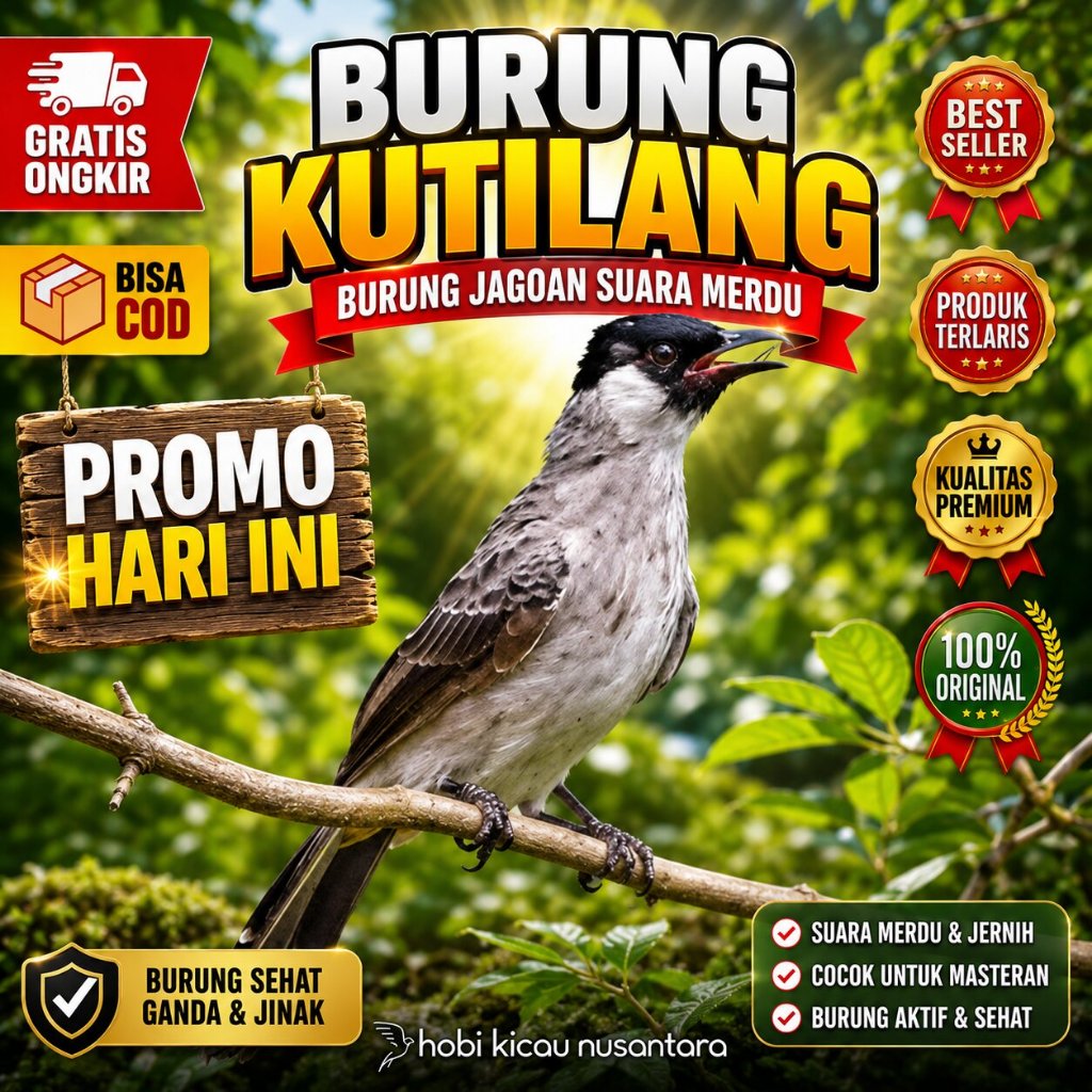 Burung Kutilang Jantan Gemuk Mulus Siap Bunyi