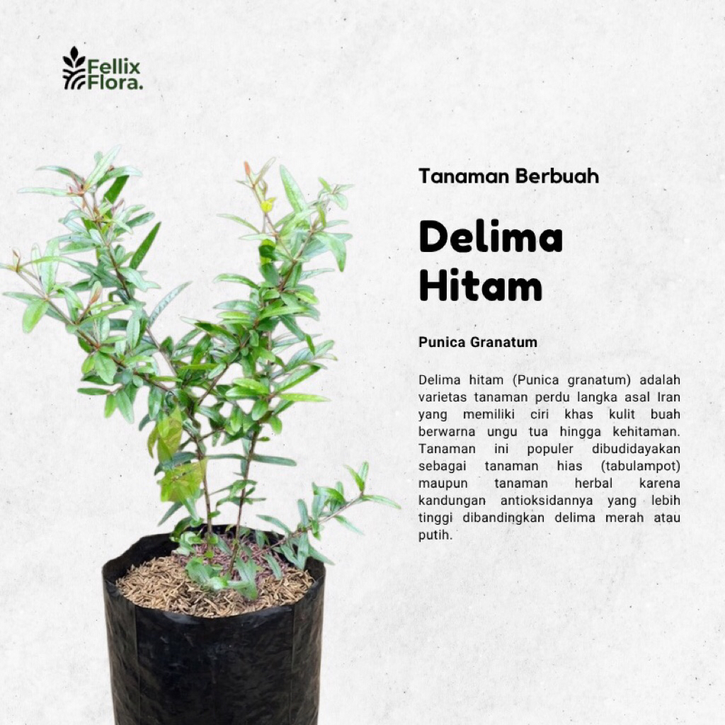 Bibit Tanaman Buah Delima Hitam - Siap Berbunga / Berbuah