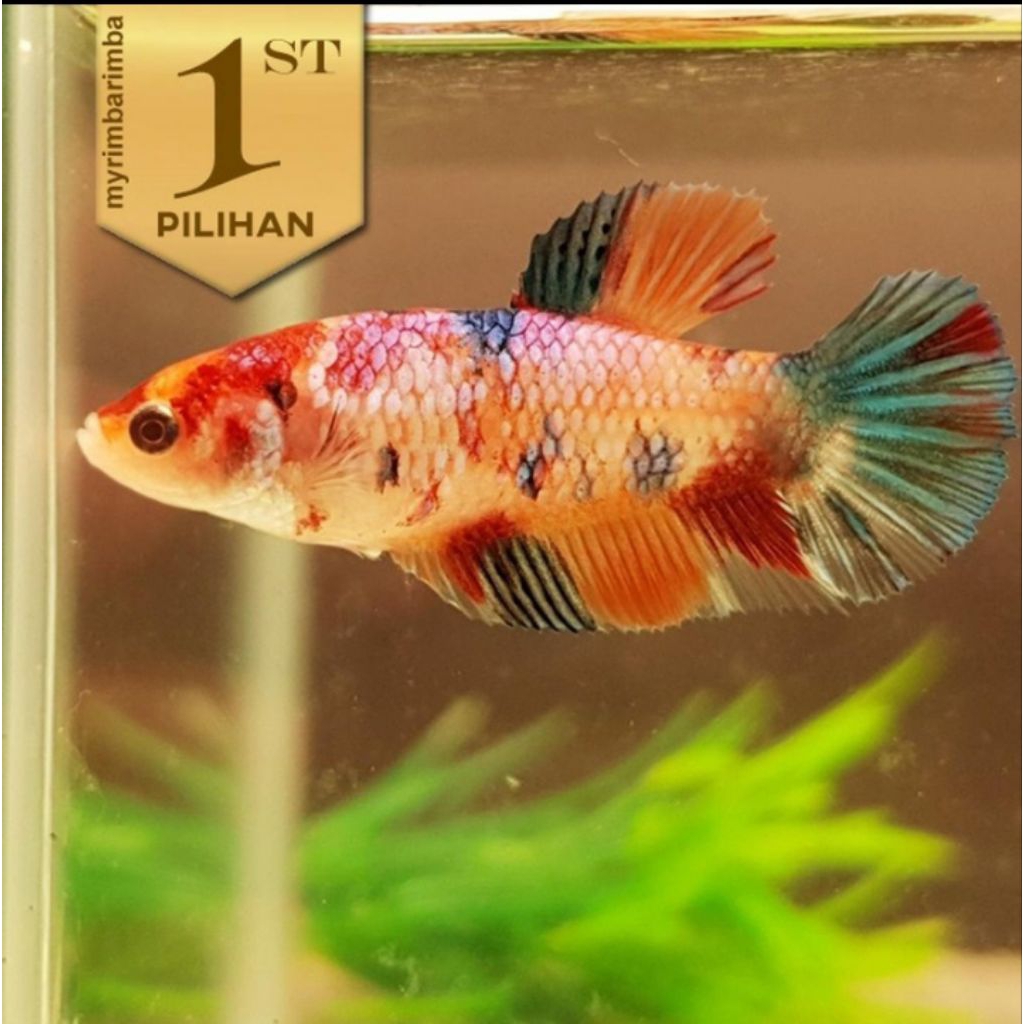 10 ekor Cupang Betina Multicolor Ikan Hias Aquascape Hiasan Aquarium Tanaman-
