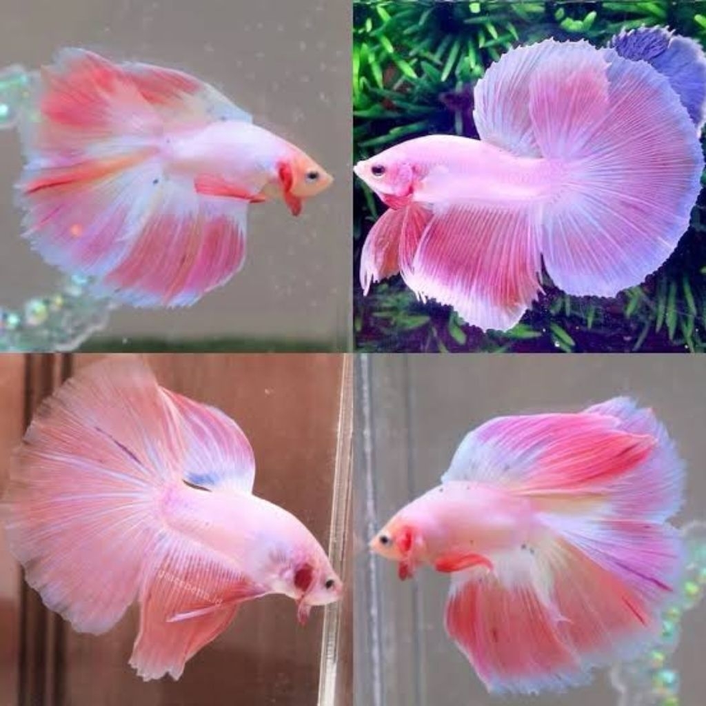 cupang halfmoon pink aurora ekor lebar warna mantab