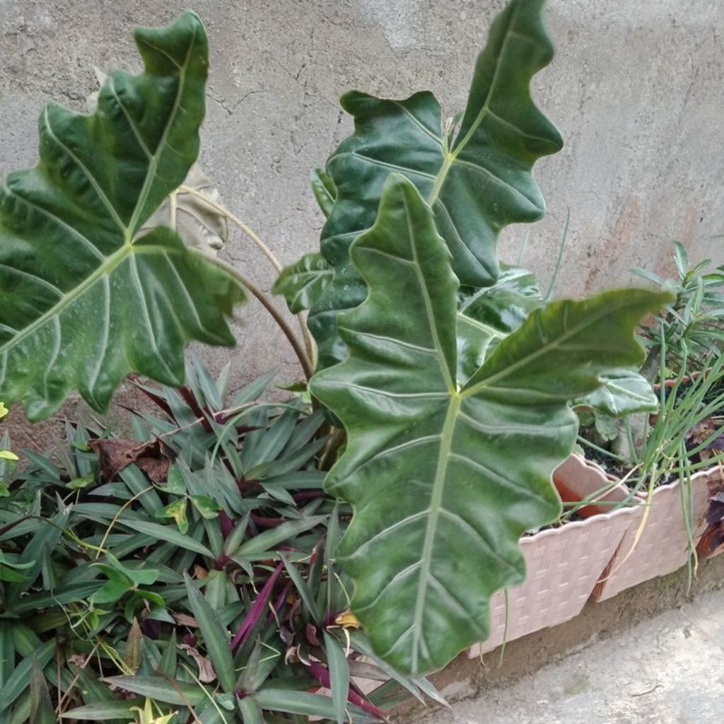 Tanaman Hias Alocasia sanderiana