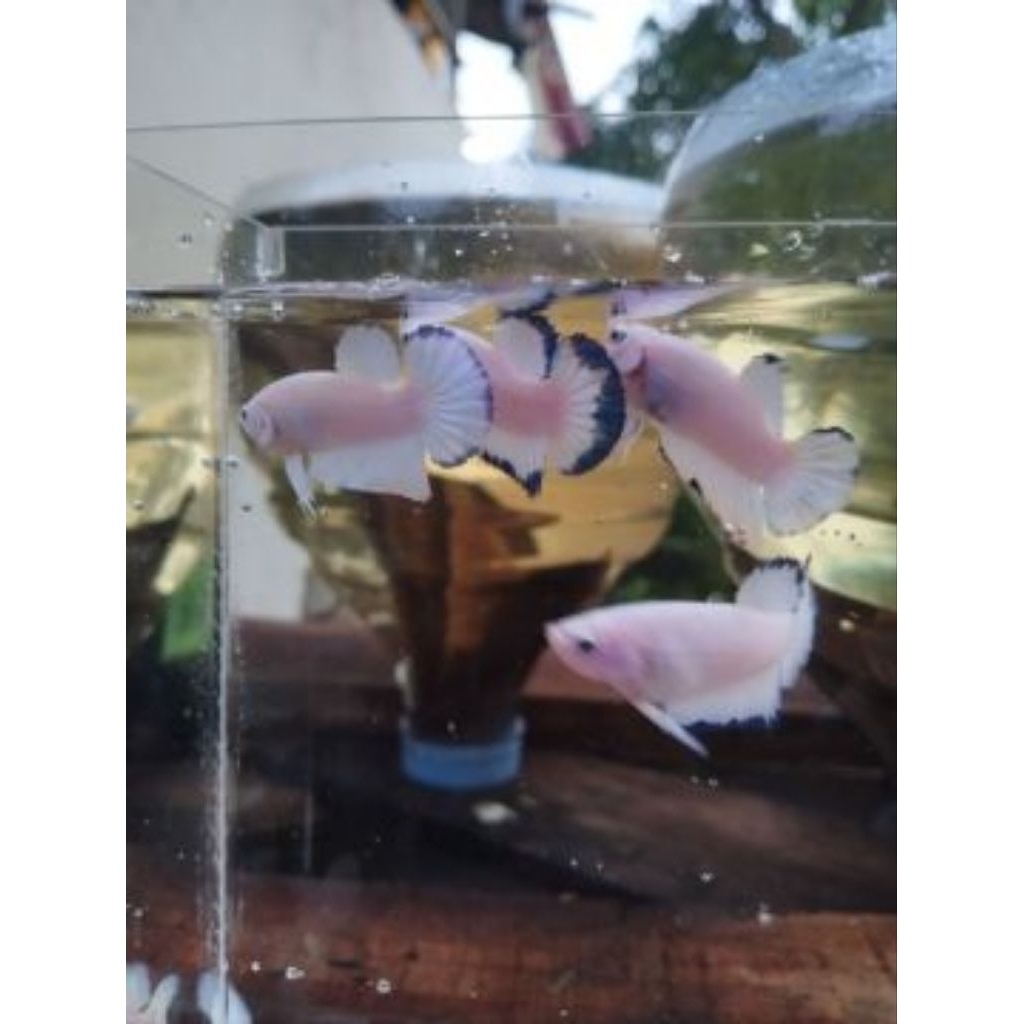 Bibit/Bahanan Ikan Cupang Blue Rim/blue Panda Plakat Warna realistis binit
