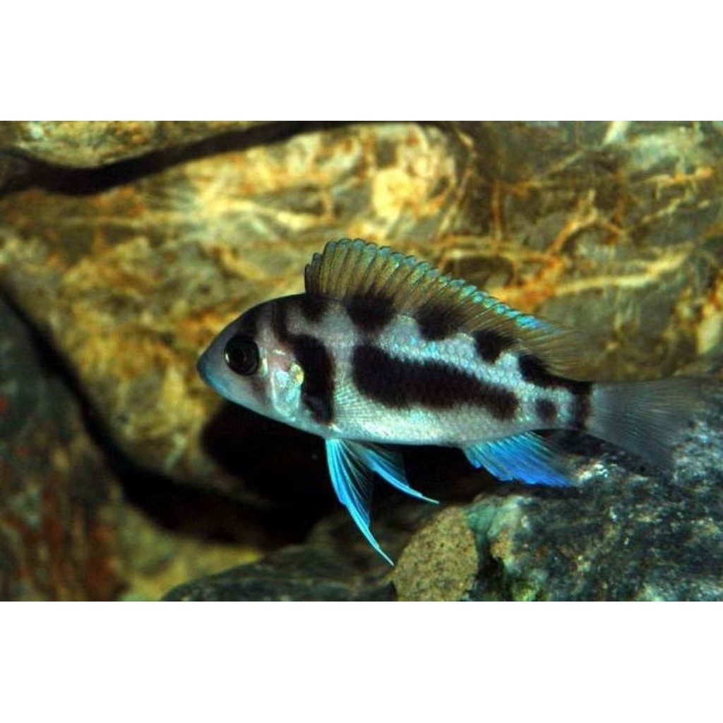 Frontosa Black Widow | Frontosa BW | Frontosa Cichlid | Cichlid Afrika