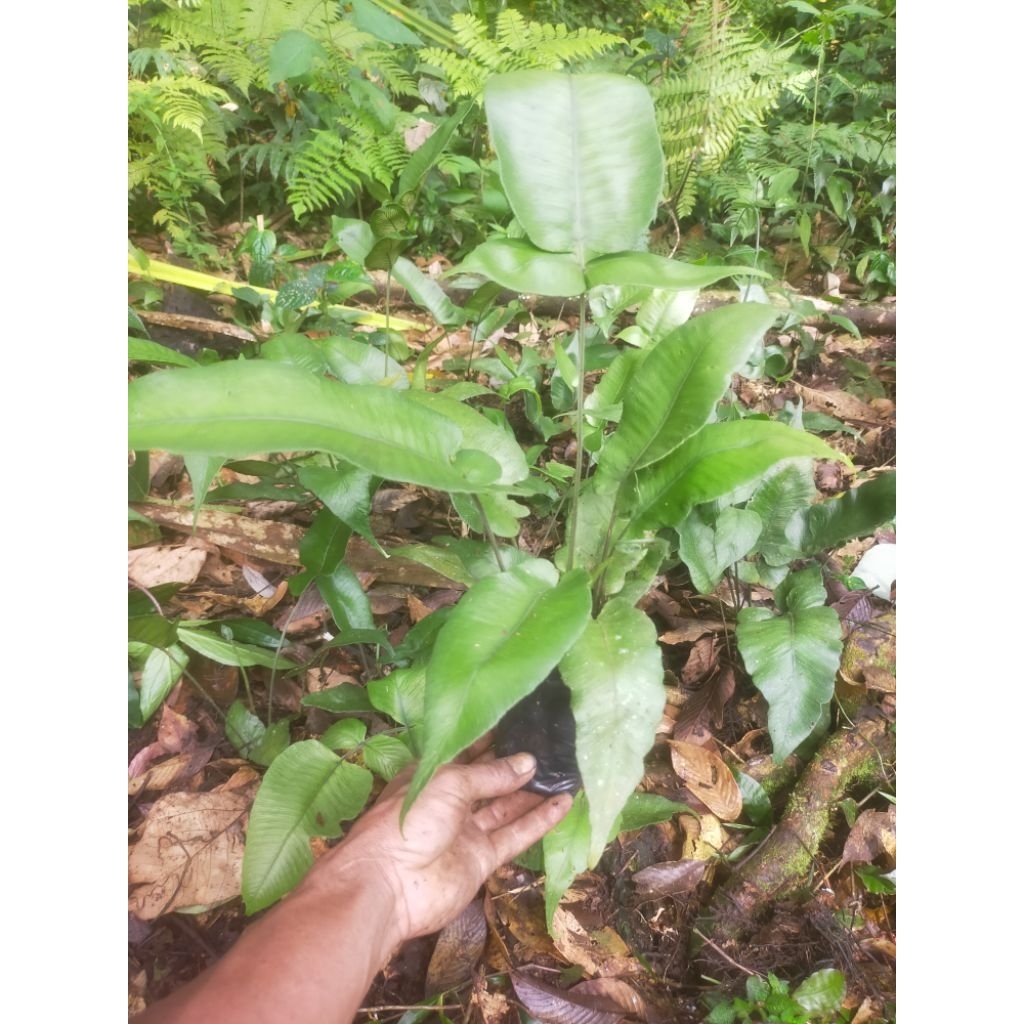 pakis hutan daun unik dan langka