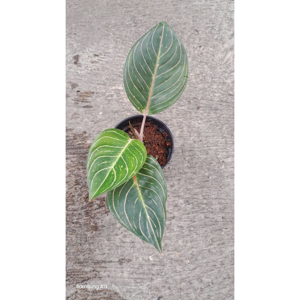 Aglonema Esmeralda/Esme (Size Remaja Daun 3+) (3)