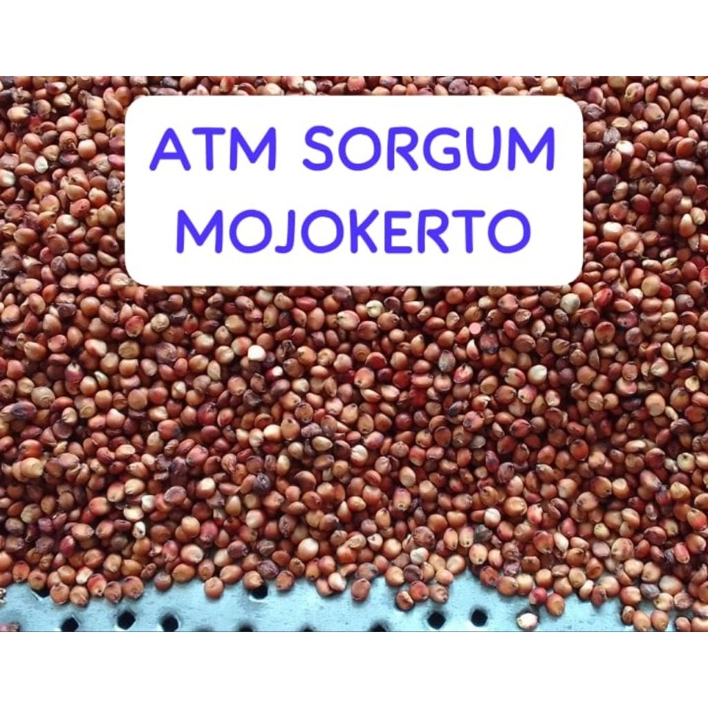 Benih Sorgum Merah 1kg