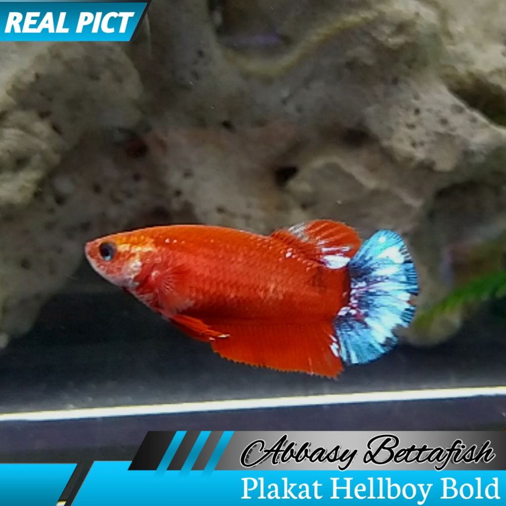 Plakat Hellboy Bold Betina Female Real Picture