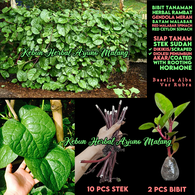Gendola Merah Bibit Tanaman Hidup Herbal Rambat Toga Siap Tanam Mudah Tumbuh Obat Tradisional Bayam 