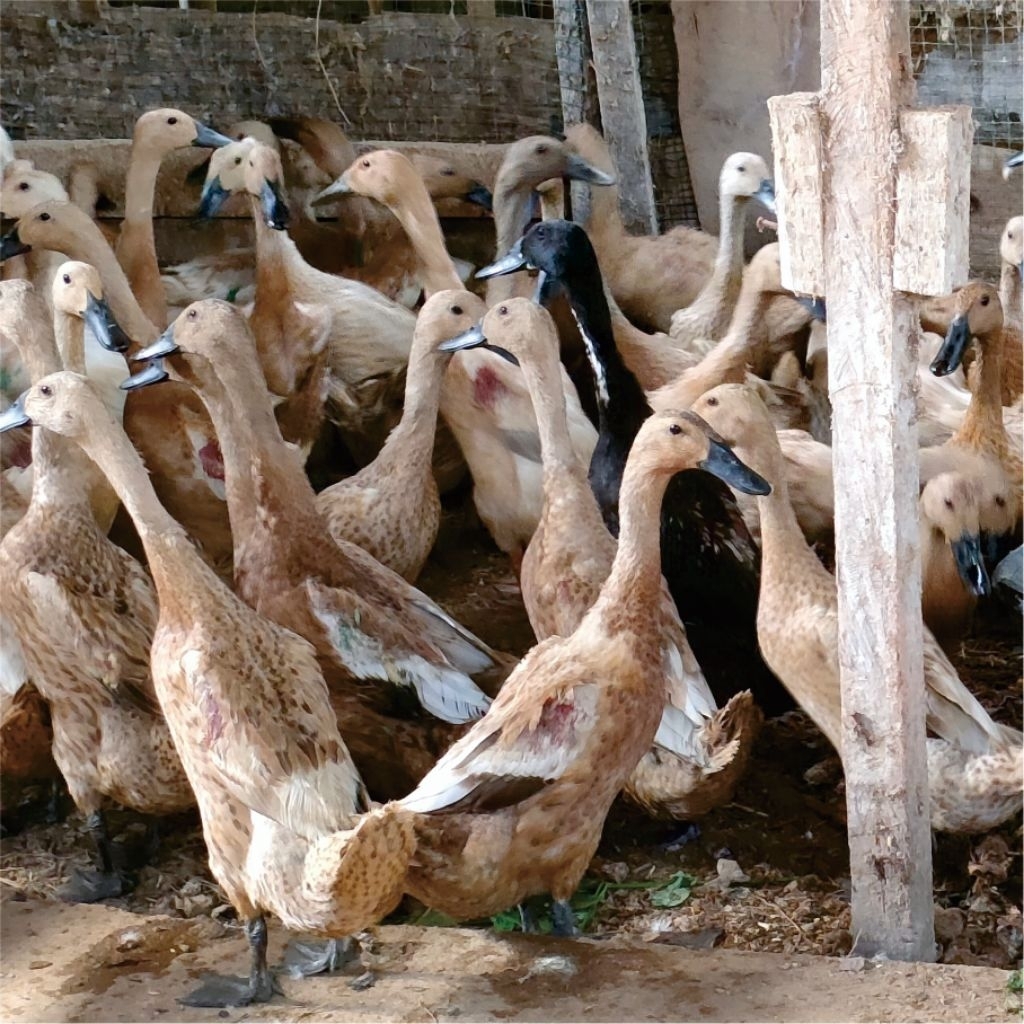 Telur Fertil Bebek Jawa Fresh Siap Tetas | Bibit Bebek Jawa Berkualitas