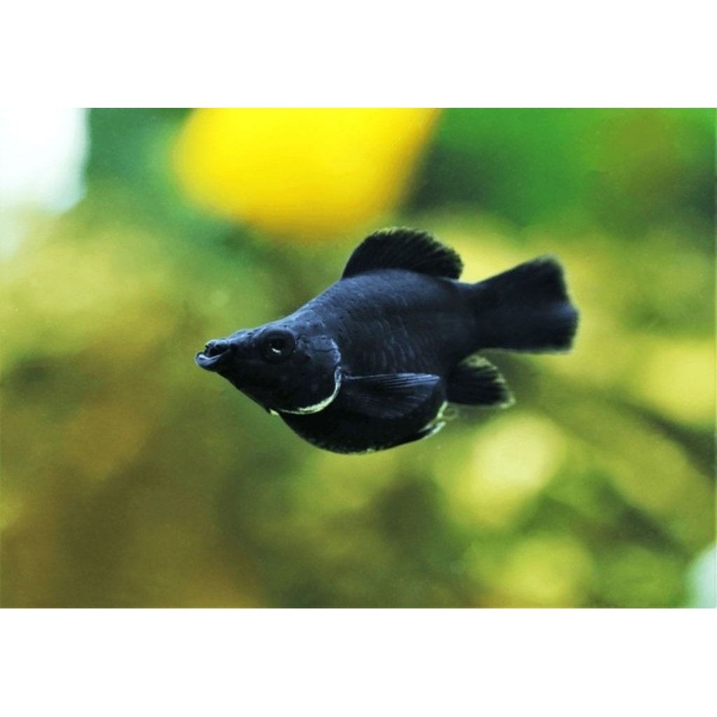 Ikan Hias Molly black/ Ikan Hias Molly Hitam