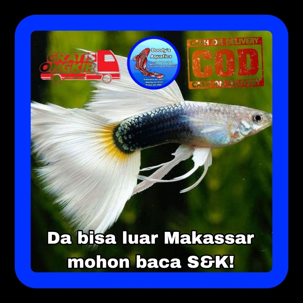 Guppy HB White (Poecilia)