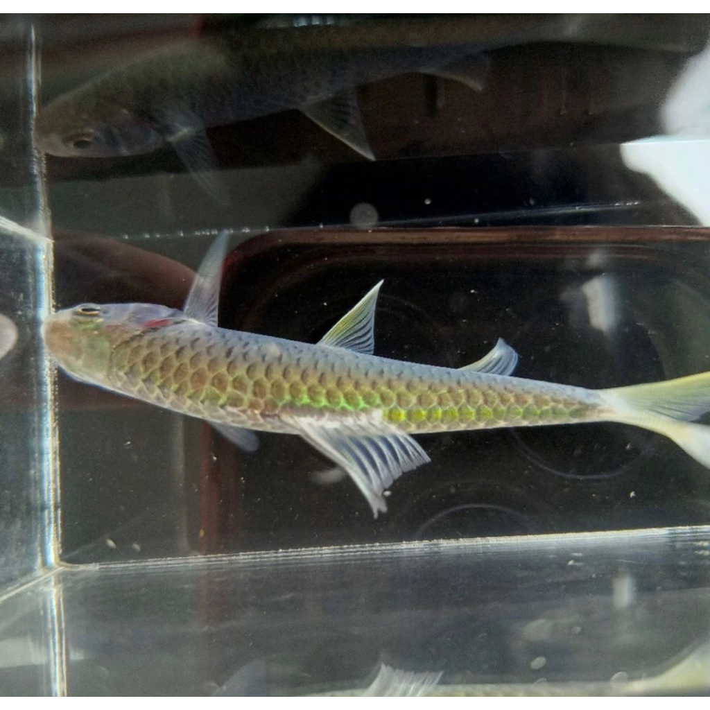 Gambar wader kepek/keprek 4-6cm up (beli 10 bonus pakan)