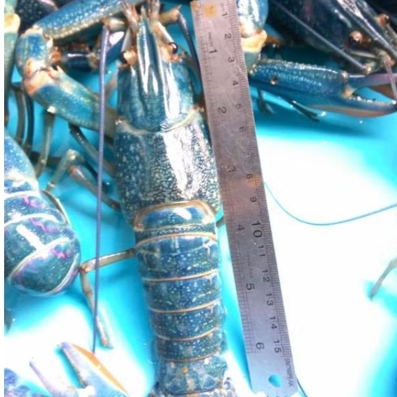 Lobster Air Tawar Konsumsi 1 kg