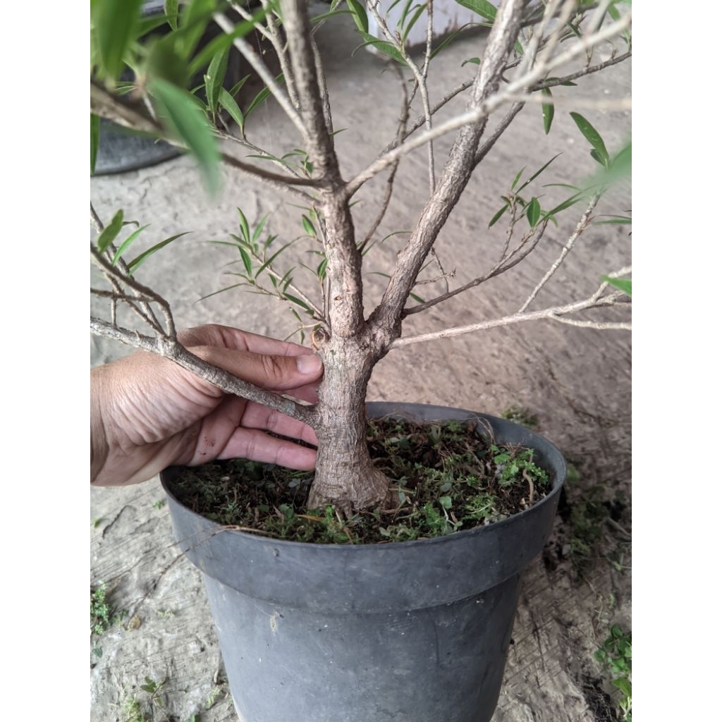 Bahan Bonsai Ficus California