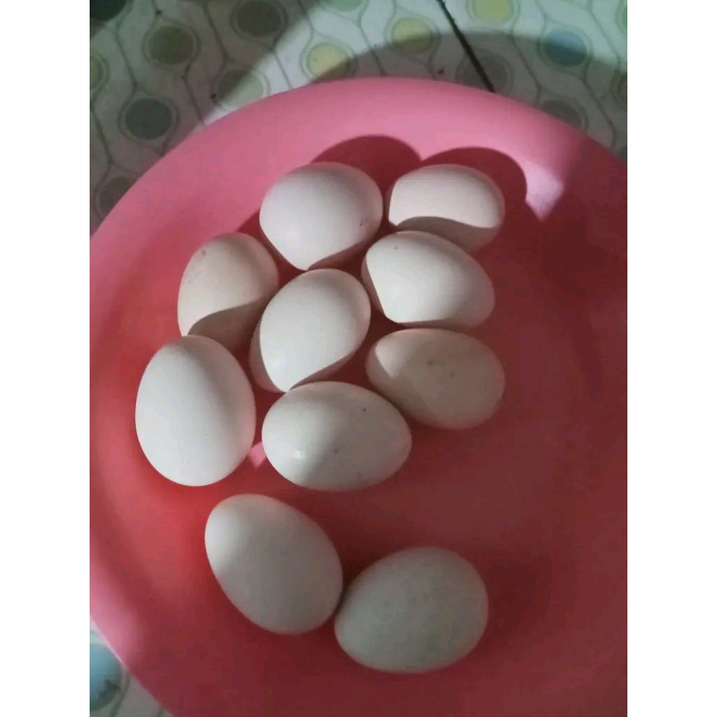 Telur ayam kampung petelur fertil siap ditetaskan