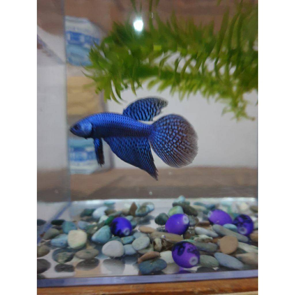 Wild Betta Alien Longfin