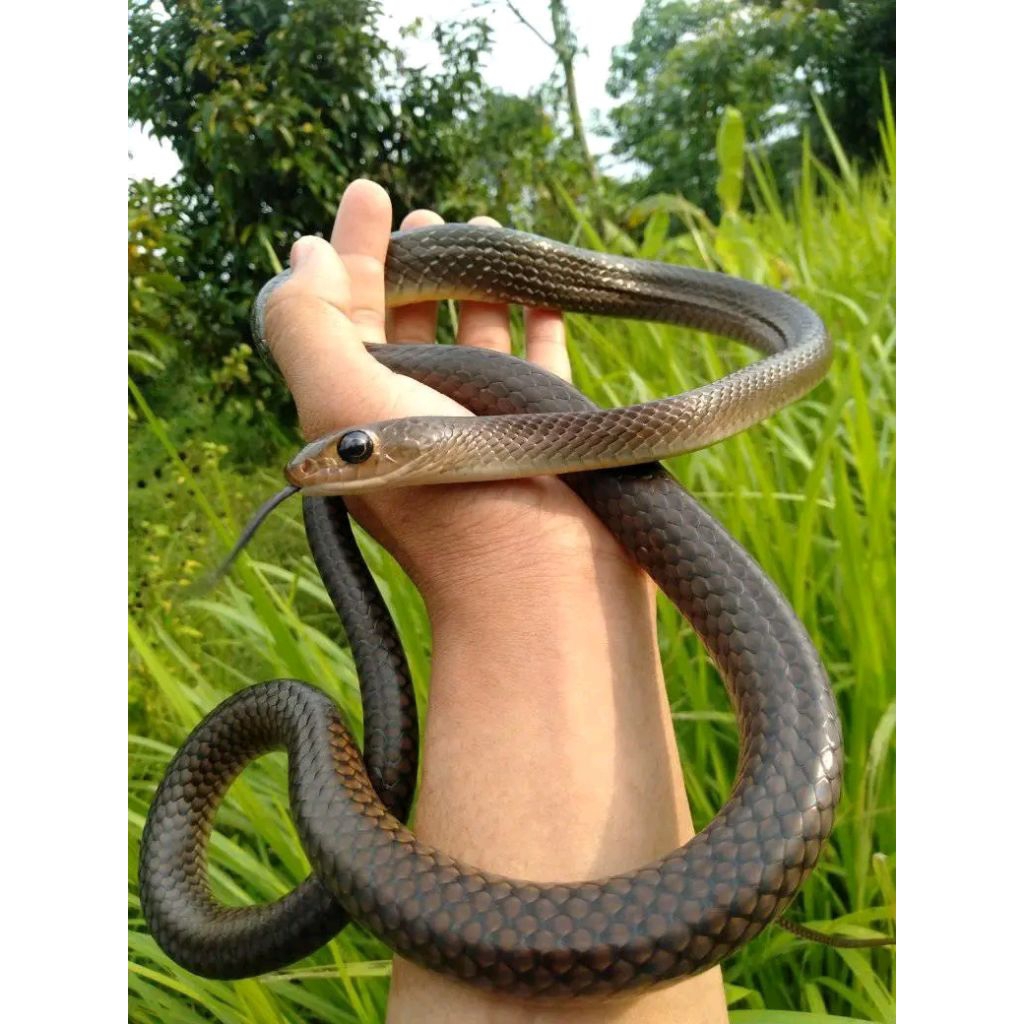 mainan ptyas koros si imuttt mata belo(no minus)