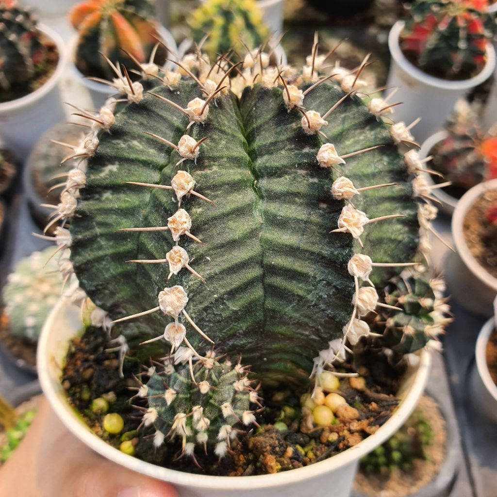 Kaktus Gymnocalycium Trex Hybrid x LB Cactus Gymno LB T-Rex
