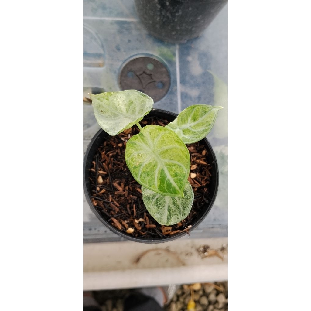 alocasia ninja splash