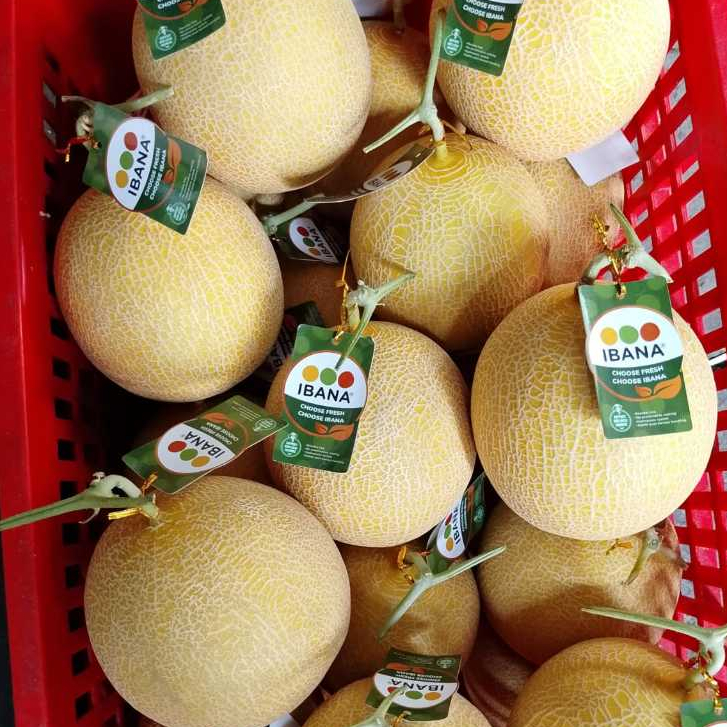 MELON INTHANON | IBANA