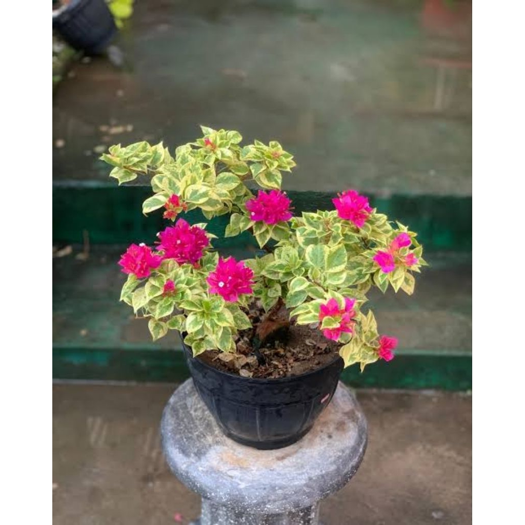 Bugenvil varigata  bugenvil mixs warna Tanaman hias Bugenvil