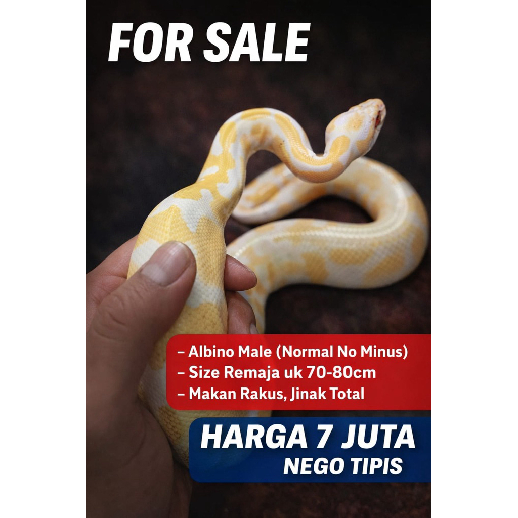 Ular Ballphyton ALBINO