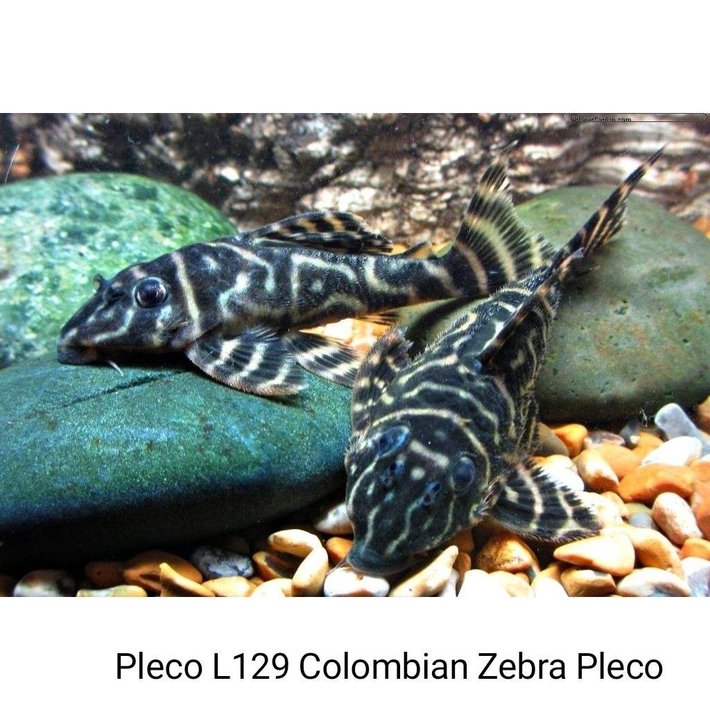 PLECO L129 COLOMBIAN ZEBRA PLECO