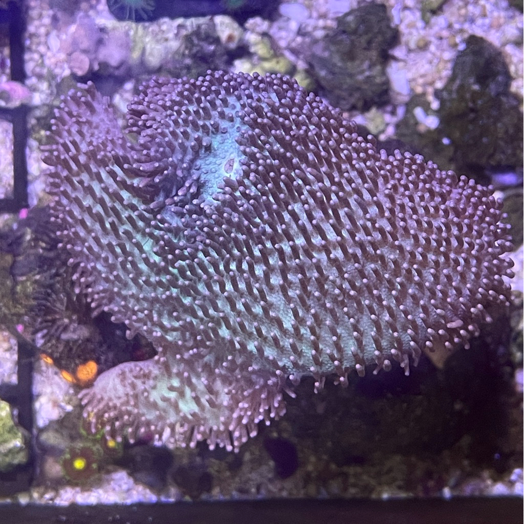 hiasan coral softies payungan hijau