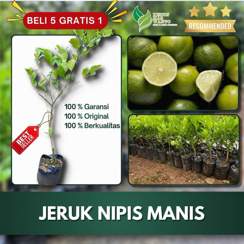 BIBIT BUAH VARIETAS JERUK NIPIS MANIS-BIBIT JERUK NIPIS MANIS-BIBIT BUAH JERUK NIPIS MANIS UNGGUL