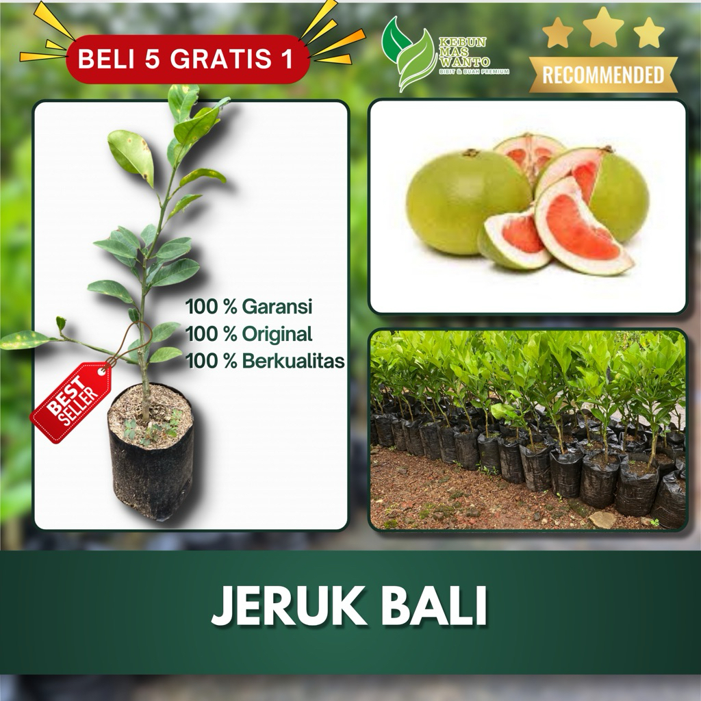 BIBIT BUAH JERUK VARIETAS PAMELO BALI-BIBIT BUAH JERUK PAMELO-BIBIT JERUK PAMELO ORI KEBUN MAS WANTO
