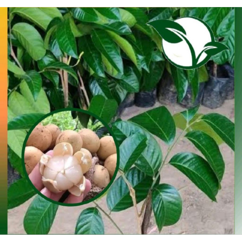 Bibit Buah Duku Komering Asli Cepat Berbuah Lebat