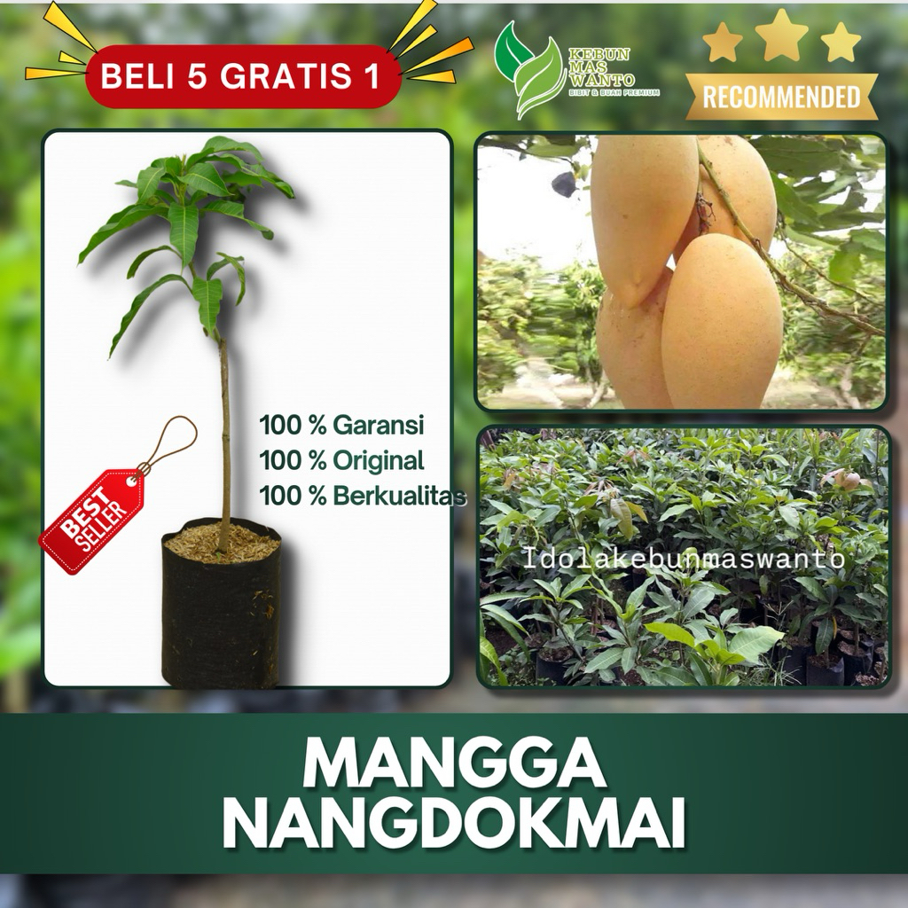 BIBIT BUAH VARIETAS MANGGA NANGDOKMAI-BIBIT BUAH MANGGA-BIBIT MANGGA-MANGGA NANGDOKMAI-BUAH MANGGA
