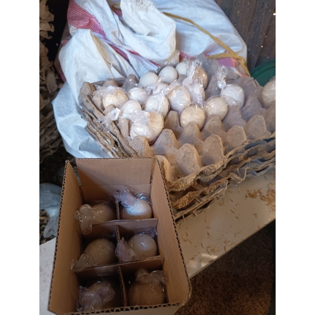 telur ayam fertil kate serama petarung atau hiasannya kandang cocok untuk peranak