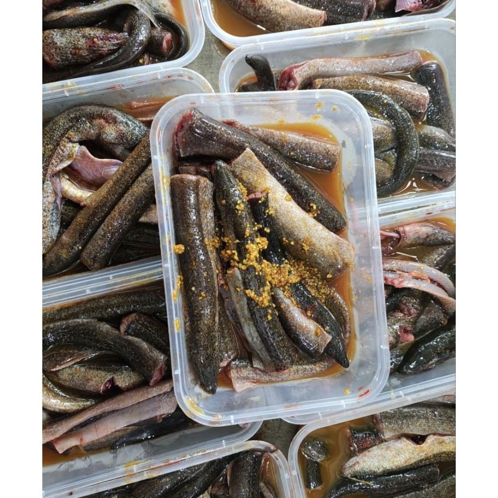 Belut frozen