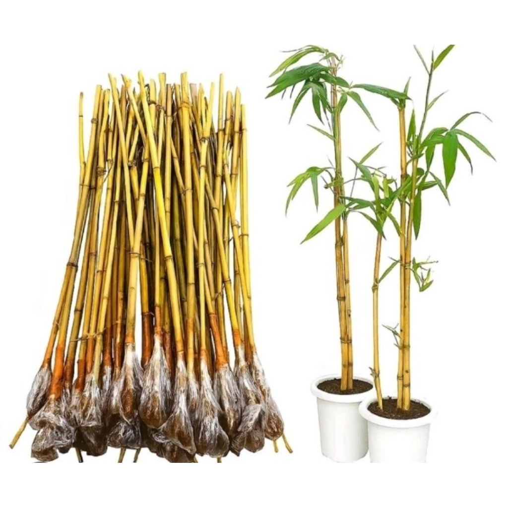bibit bambu Ampel cina Ampel kuning  siap tanam